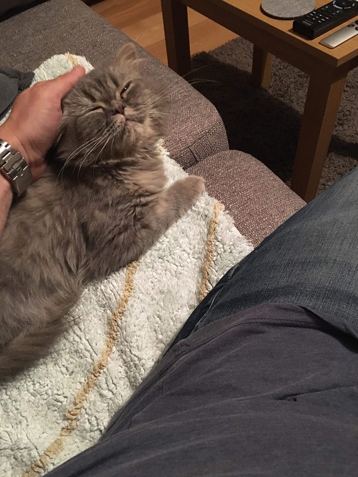 60 Top Pictures Persian Cat Rescue Colorado - Persian Rescue ― ADOPTIONS