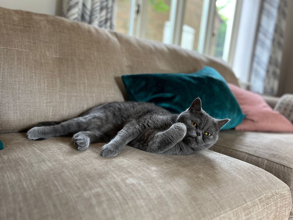 BabyBlue Rescue And Rehoming Persian And Other Pedigree Cats