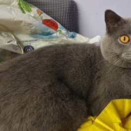 Blue British Shorthair cat with yellow eyes lying down, looking at camera.