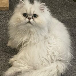 White chinchilla persian cat half curled up with head raised