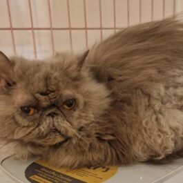 Grey persian cat sitting down