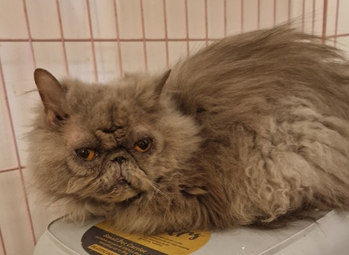 Grey persian cat sitting down