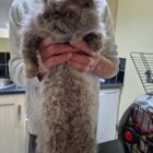 Grey persian cat being held under her arms, showing her curly-haired tummy