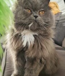 Grey longhaired cat with orange eyes and white chest patch sitting upright