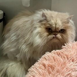 Grey and white persian cat on peach tufted blanket, looking severe.