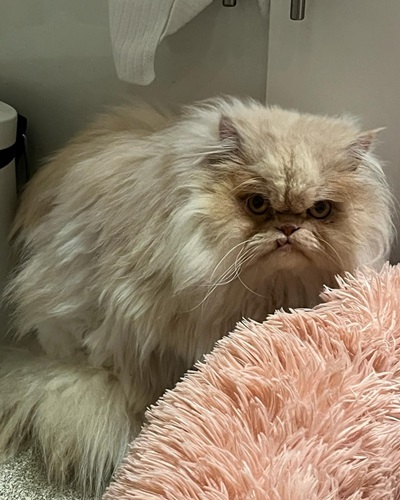 Grey and white persian cat on peach tufted blanket, looking severe.