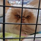 Cream-ginger persian cat looking out of carrier.