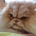 Face of snaggle-toothed cream-ginger persian cat.