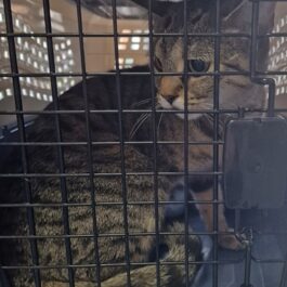 Tabby cat sitting in carrier
