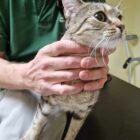Young tabby cat at vet having neck felt
