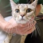 Young tabby cat at vets having neck felt