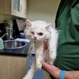 Older fluffy white kitten being held by vet, one eye closed, dirty legs.
