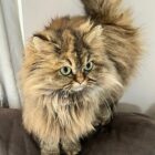 Golden chinchilla persian cat standing with tail upright, looking to side