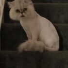 Chinchilla persian cat with lion cut, sitting upright on stairs