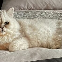 Chichilla persian cat lying down, looking at camera