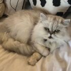 Chinchilla persian cat, curled up and looking up at camera with green eyes