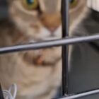 Tabby cat looking out of cage