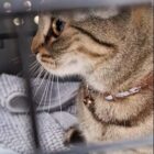 Side view of tabby cat in cage
