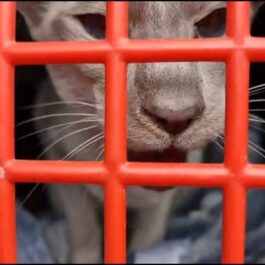 Face of siamese cat looking through red grill of cage, meowing