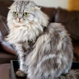 Grey and white long haired tabby Scottish Fold cat sitting upright