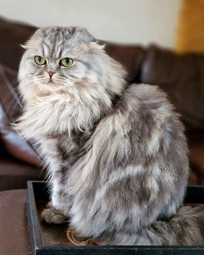 Grey and white long haired tabby Scottish Fold cat sitting upright