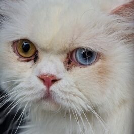 Face of white cat with one orange and one blue eye