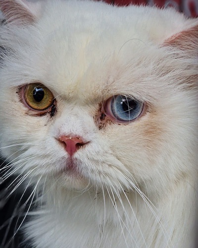 Face of white cat with one orange and one blue eye
