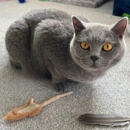 Yellow-eyed blue British shorthair cat looking at camera with toy mouse beside her