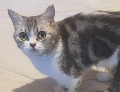 White and tabby british Shorthair cat with yellow eyes, looking nervously at the camera.