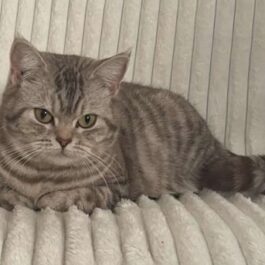 Tabby BSH cat lying on a ridged sofa.
