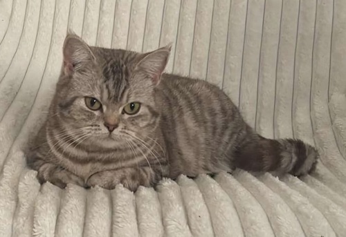Tabby BSH cat lying on a ridged sofa.