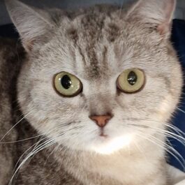 White and grey tabby BSH cat with pink nose and yellow eyes looking at camera