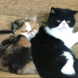 Two persian exotic cats lying next to each other, one black and white, the other calico.