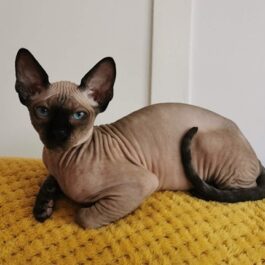 Colourpoint sphynx cat with blue eyes sitting on yellow blanket
