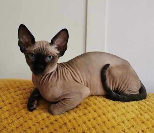 Colourpoint sphynx cat with blue eyes sitting on yellow blanket
