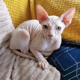 Pink sphynx cat with blue eyes curled up and looking at camera