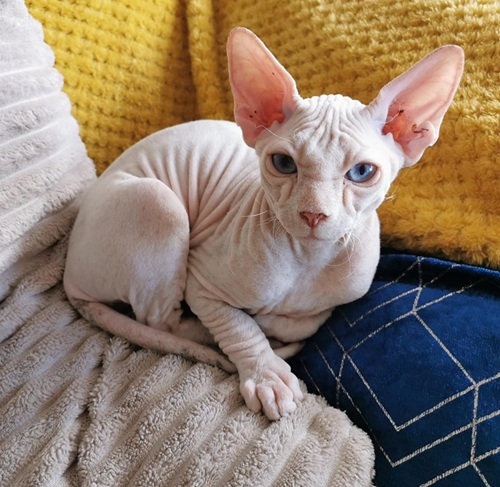 Pink sphynx cat with blue eyes curled up and looking at camera