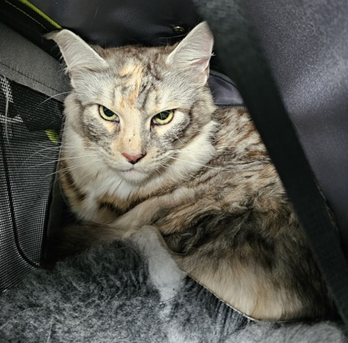Tabby and marmalade Maine Coon cat, half sitting, in a dark carrier, looking at the camera.