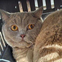 Blue BSH cat with yellow eyes sitting in cat carrier, looking worried.