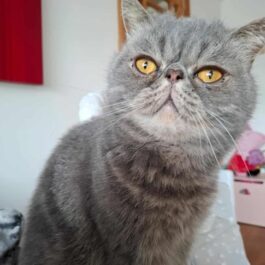 Grey tabby persian exotic cat sitting upright and looking at camera