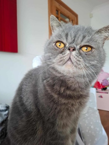 Grey tabby persian exotic cat sitting upright and looking at camera