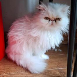 White persian cat sitting upright looking at camera