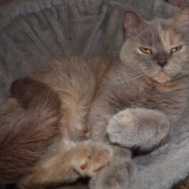 Light grey and pale ginger BSH cat lying on her side, lazily looking at camera