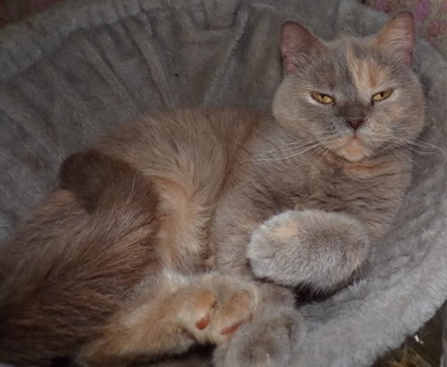 Light grey and pale ginger BSH cat lying on her side, lazily looking at camera