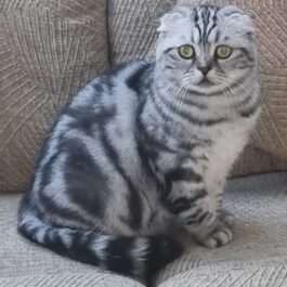 Silver tabby Scottish Fold sitting upright and looking at camera