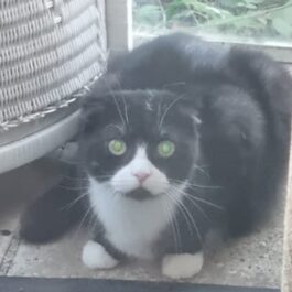 Black and white Scottish Fold looking at camera