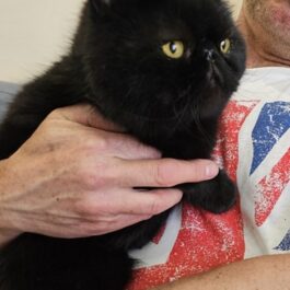 Black persian exotic cat with yellow eyes, being held, looking into the distnce.