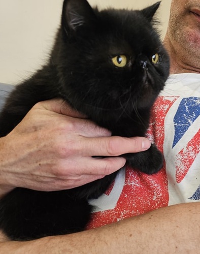 Black persian exotic cat with yellow eyes, being held, looking into the distnce.