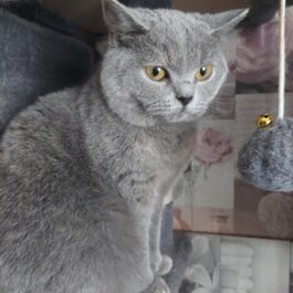 Blue BSH with greeny-yellow eyes looking slightly worried, sitting upright and looking at camera
