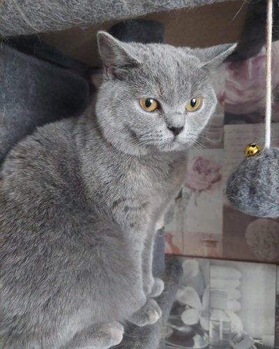Blue BSH with greeny-yellow eyes looking slightly worried, sitting upright and looking at camera